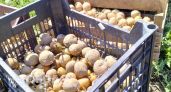 Огород под угрозой: проверяющие начали массово штрафовать дачников за посадку картофеля на своих участках