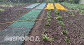 Забыла про кротов навсегда: просто зарыла этот предмет в землю и больше не трачу деньги на отраву