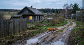 Нижегородская область попала в топ регионов по случаям бешенства у животных