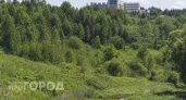 Четверо детей ушли в лес за ягодами и пропали в Нижегородской области