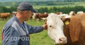 Еще два очага бешенства выявили в Нижегородской области: введен карантин