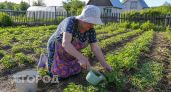 Дзержинские дачники сообщают о гибели урожая клубники и чеснока