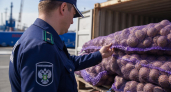 30 тысяч тонн картофеля отправили за границу из Нижегородской области