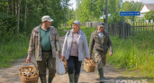 Эти грибы теперь считают находкой года: вот почему россияне их тащат из леса корзинами