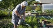Соседка подсказала, чем полить морковь: теперь корнеплоды крупные, сочные и без единого «рога»
