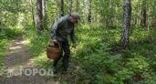 Грузди начнут расти в середине августа в Нижегородской области