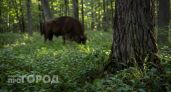 Зубров могут вернуть в леса Нижегородской области