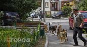 Жительница Нижегородской области требует 550 тысяч рублей с соседки за нападение трех собак