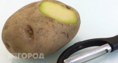 Зеленый картофель опаснее чем вы думали: как не отравиться и понять когда пора отправить его в мусорное ведро