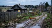 В двух округах Нижегородской области объявили карантин из-за вспышек бешенства