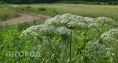 Борщевик Сосновского захватил более 7 тысяч гектаров земель в Нижегородской области