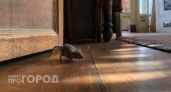 Заболеваемость опасной мышиной лихорадкой выросла в Нижегородской области