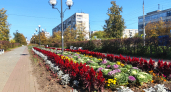 На бульваре Химиков в Дзержинске появилась клумба с декоративной капустой