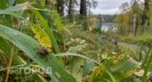 Опасные клещи чаще всего кусают жителей Нижегородской области возле дома