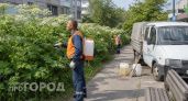 В пригороде Дзержинска химикатами выжгли 140 соток опасного сорняка