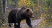 В Нижегородской области медведь проник во двор жилого дома и убил сторожевого пса