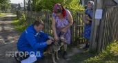 В пригороде Дзержинска бесплатно привьют кошек и собак от бешенства 17 октября