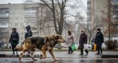 В Нижегородской области введут спецрежим из-за нападений бездомных собак