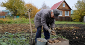Перестал перекапывать огород и забыл про удобрения: как технология 1976 года дает мне 4 кг картофеля с куста