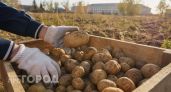 В Нижегородской области сожгли и пустили под пресс 40 тонн зараженных овощей
