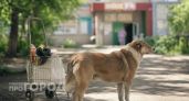 В Нижегородской области введут режим ЧС из-за нападений бездомных собак