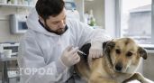 В пригороде Дзержинска бесплатно привьют кошек и собак от бешенства 31 октября