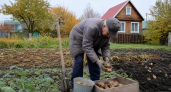 Мой огород дает по 4 кг картошки с каждого куста после отказа от лопаты по методике 1976 года