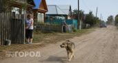Стаи бродячих псов у кладбища в Дзержинске начали усыплять шприцами с транквилизатором