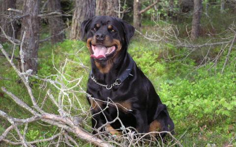 На хулигана из Дзержинска, стрелявшего по собакам, возбудили уголовное дело