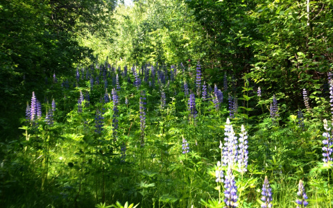 Дзержинский дендрарий теперь находится под государственной защитой
