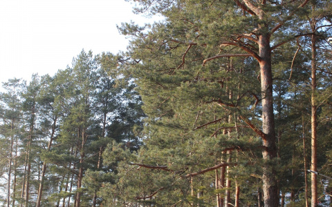 Сосновые леса Дзержинска теперь находятся под защитой
