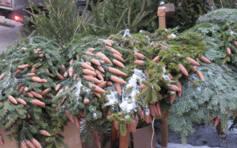 Где и какие новогодние елки можно приобрести в Дзержинске