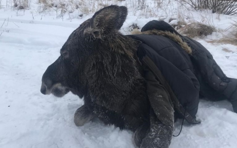 Лося, провалившегося под лед на Волге, спасли в Нижегородской области (ФОТО, ВИДЕО)