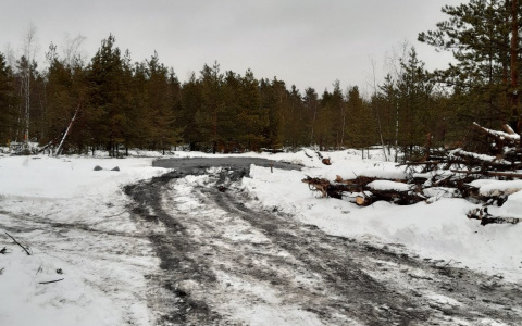 Опубликованы результаты анализа вещества, которое обнаружили в лесах Дзержинска