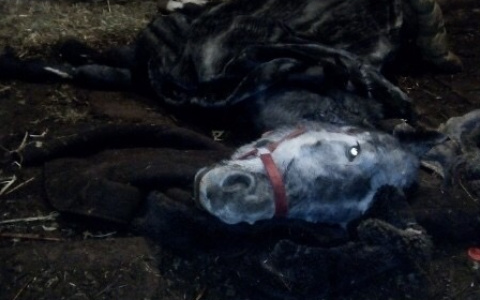 Словно в фильм ужасов попали: в Дзержинске обнаружили жуткую конюшню (ФОТО)