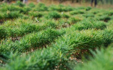 Дзержинский дендрарий стал памятником природы
