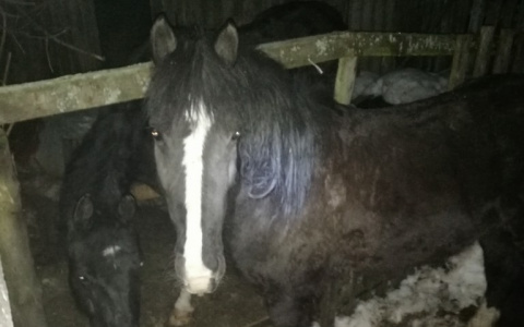 Раскрылись новые подробности о конюшне-концлагере в Дзержинске