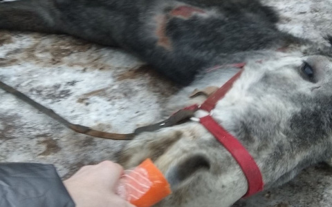 Владелице концлагеря для лошадей в Дзержинском грозит срок за жестокое обращение с животными