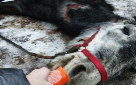 Хозяйку "концлагеря" для лошадей привлекли к административной ответственности