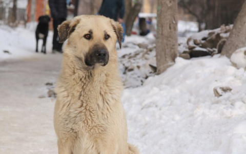 В Дзержинске объявлен тендер на эвтаназию 123 собак