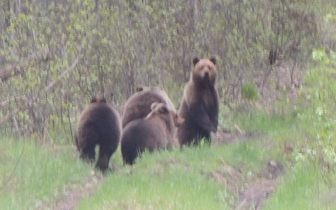 Семейство медведей вышло к людям на территории Керженского заповедника(Видео)