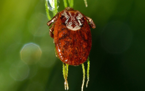 Сезон клещей начался в Нижегородской области