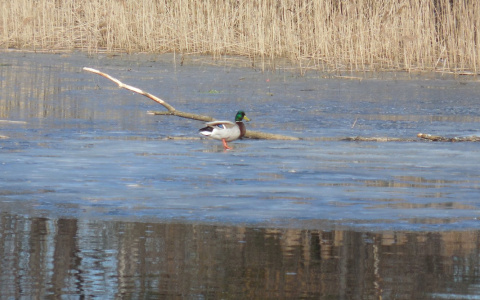 Сезон охоты на пернатую дичь открывается в Нижегородской области
