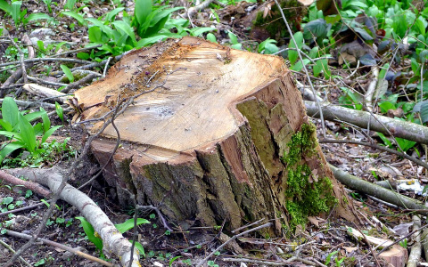 Глава сельсовета Володарского района попался на незаконной вырубке леса