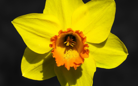 Тест на нарциссизм