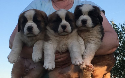 Защитники и друзья: нижегородка рассказала о своем питомнике сенбернаров