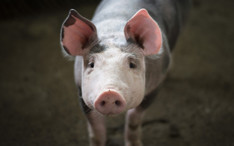 В свинине нижегородского предприятия нашли кишечную палочку