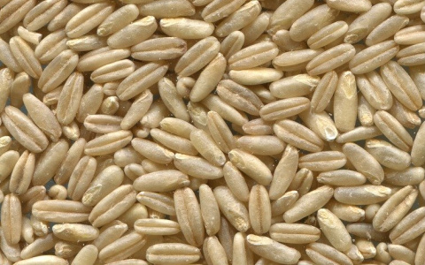 В Нижегородской области в прибывшей партии зерна нашли опасные токсины