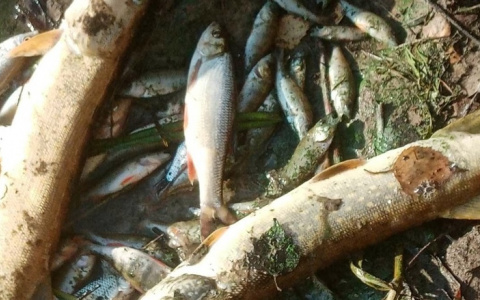 Рыба массово погибла в реке в Нижегородской области