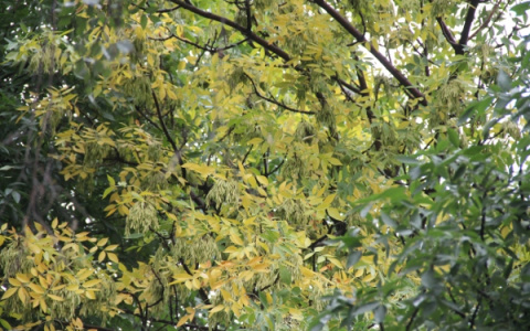 Стало известно когда закончится бабье лето в Нижегородской области